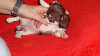 čivava krátkosrstá - 2