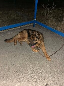 Nemecký ovčiak - 2