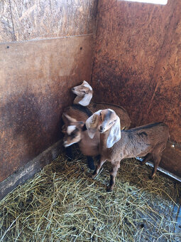 Predám kozičku - 2