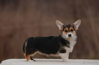 Welsh Corgi Pembroke - 2