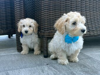 Maltipoo - šteniatko (chlapec) - 2