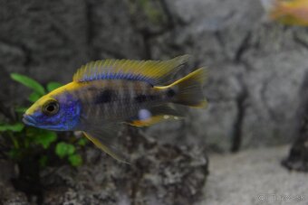 Sciaenochromis Ahli Gold - 2