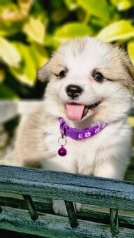 Welsh Corgi Pembroke s rodokmeňom pôvodu - 2