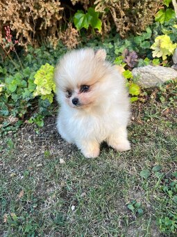 Špic - pomeranian - 2