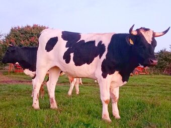 predám býky - 2