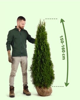 TUJE SMARAGD Premium -Prešov, Východ - 2