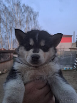 sibírsky husky šteniatka - 2