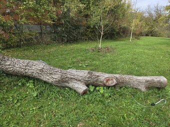 Kmeň orecha na predaj - 2