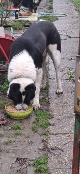 Hľadáme Nový Domov - 2