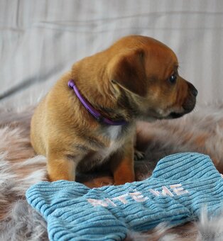 Stafordšírský bulteriér - pes s PP - 2