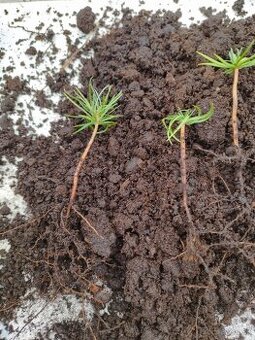 Vianočný stromček - céder sibírsky - 2