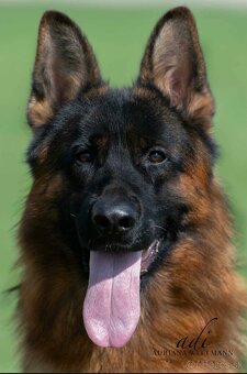 Nemecký ovčiak šteniatka - 2