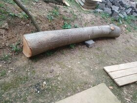 Lipové drevo , Lipa - 2