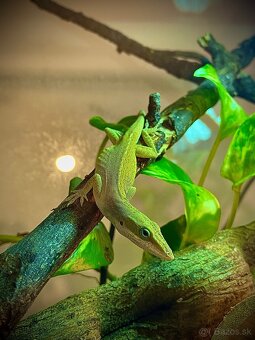 Anolis Čevenokrký - Anolis Carolinensis - 2