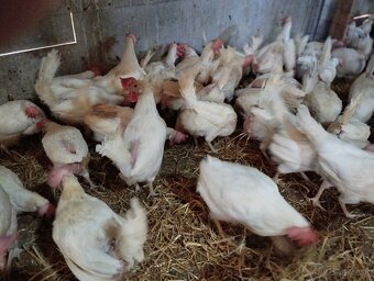 Sliepky Leghorn - 2