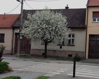Na predaj vo Vajnoroch na Roľníckej ulici starý rodinný dom. - 2