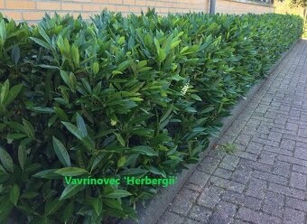 Vavrinovec, TUJA SMARAGD - 2