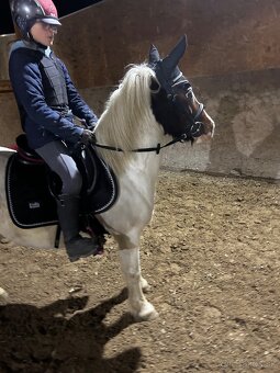 Predam pony k detom- aj do sportu. - 2