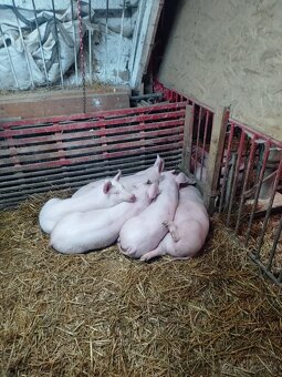 Odstavčata na predaj - 2