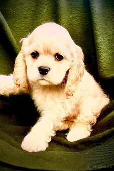 Americky kokerspaniel - 2