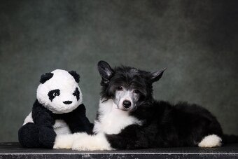 Čínsky chocholatý pes s PP - labutienka - 2