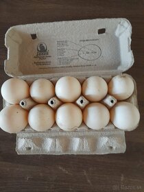 Pradam nasadove vajcia kačic - 2