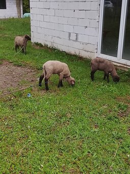Ponúkam na predaj - 2