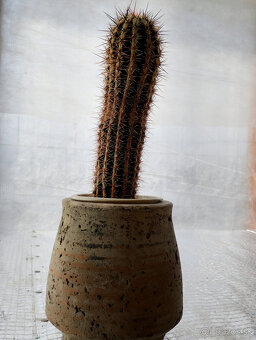 Kaktus Echinopsis cv.Haku-jo Maru - 2