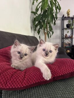 Ragdoll - 2