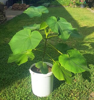 Sadenice (stromy) – Paulownia plstnatá (Paulovnia) - 2