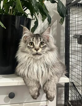 Maine coon,  mainská mývalia s PP - kocúrik - 2
