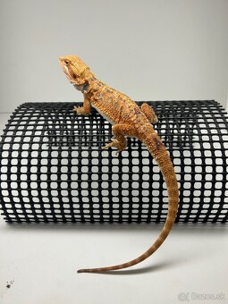 Agama bradatá - samice - 2