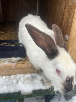 Ponúkam samicu hyla - 2