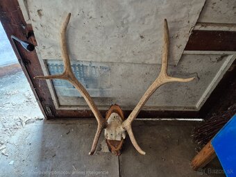 Trofej Jeleň 2ks - 2