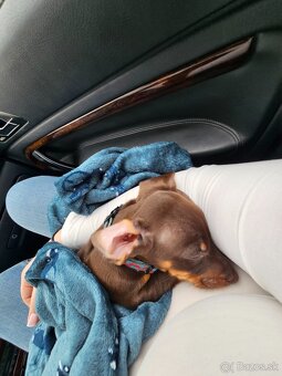 Krátkosrstý jazvečik - 2