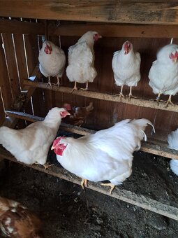 Oravka biela kohut - 2