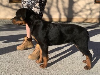 Rottweiler, rotvajler, rtw - 2