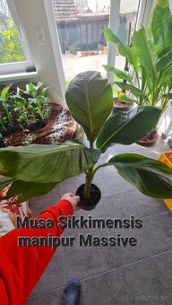 Banan,bananovniky,maurelli atd. - 2