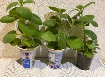 Nadchovnik, Rymovnik - Mexicky eukalyptus - 2