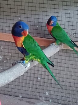 Lory horský mnohofarebny - 2