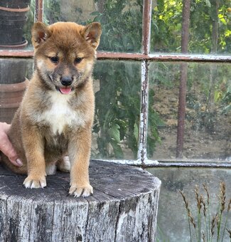 shiba inu - 2