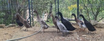 Indicky bežec - 2