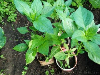 Výpredaj priesady paradajky paprika - 2