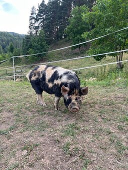 Kanec kune kune - 2
