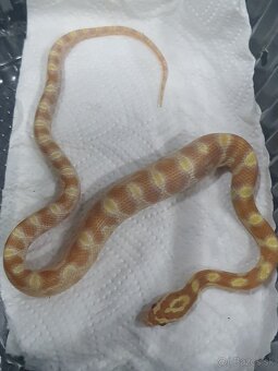 Užovka americká, Pantherophis guttatus, odchov - 2