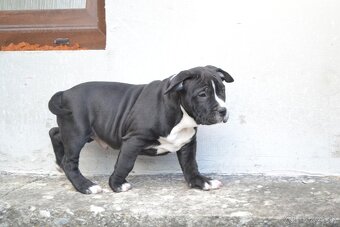 American bully - NIKE - rezervovaný do 11.10. - 2