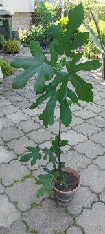 predám figovnik - 2