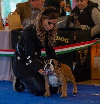 Anglicky Bulldog, buldog, bulldok, bulldogge s PP - 2