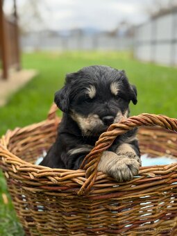 Darujem  šteniatka - 2