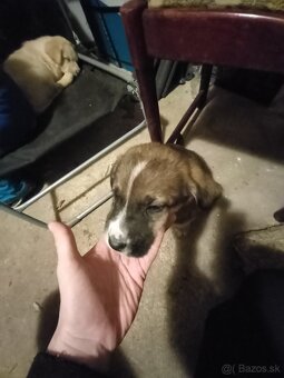 Darujem šteniatka - 2
